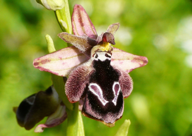 Le orchidee degli Dei: 8 giorni nel Peloponneso, marzo 2014.